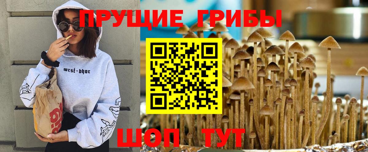 Галлюциногенные грибы Psilocybine cubensis Ростов Великий
